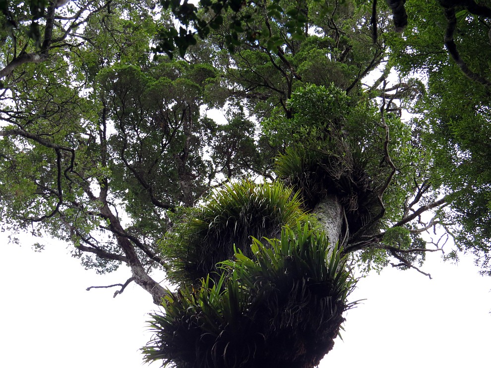 Baum mit reichlich Epiphyten